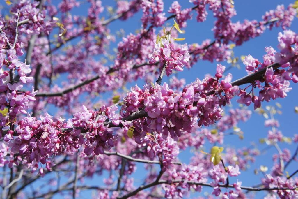 Dc A Lovely Urban Oasis Condo ワシントン エクステリア 写真